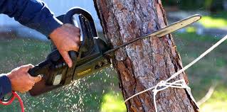 Best Tree and Shrub Care  in Washburn, WI