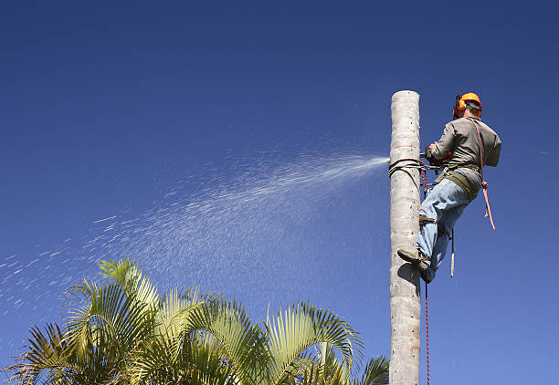 Best Tree Maintenance Programs  in Washburn, WI