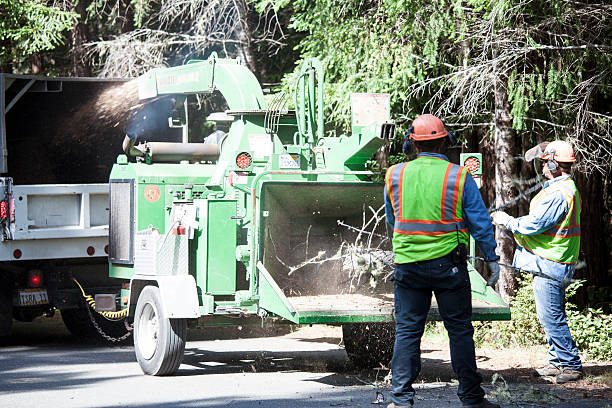 Best Tree Mulching  in Washburn, WI