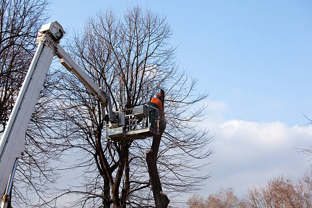 Trusted Washburn, WI Tree Services Experts